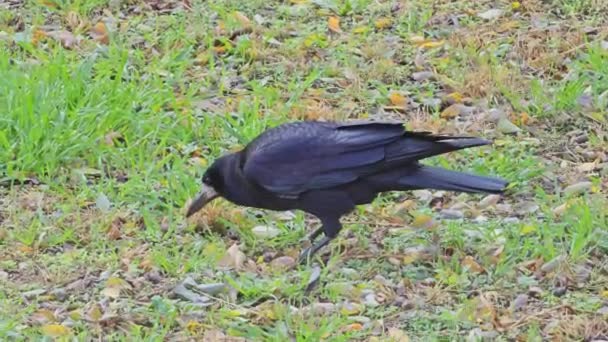 Ворона Corvus Corax Ищет Пищу Траве Клювом — стоковое видео