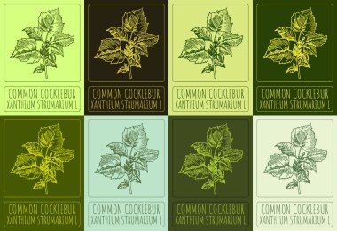 ROUGH COCKLEBUR 'un farklı renklerdeki çizimleri. El çizimi çizimi. Latince adı XANTHIUM STRUMARIUM L.