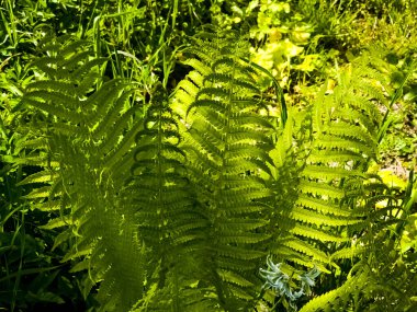 Athyrium filix-femina cinsinin bir türü olan Lady Fern 'in yeşil yapraklarının yakın çekimi..