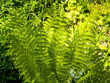 Athyrium filix-femina cinsinin bir türü olan Lady Fern 'in yeşil yapraklarının yakın çekimi..