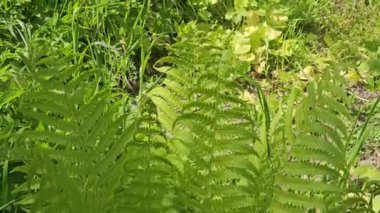 Athyrium filix-femina cinsinin bir türü olan Lady Fern 'in yeşil yapraklarının yakın çekimi..