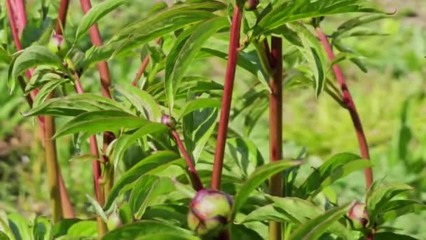 Leaves Young Buds Garden Peony Spring — Stock Video