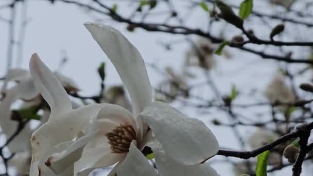 Znikające Kwiaty Magnolii Deszczowy Pochmurny Dzień — Wideo stockowe