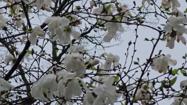 Fading Magnolia Flowers Rainy Cloudy Day — Stock Video