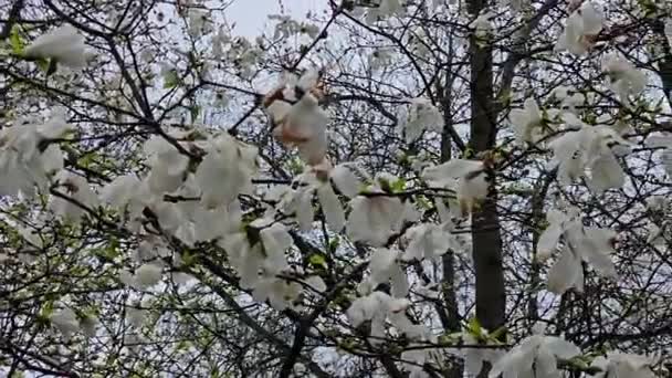 Znikające Kwiaty Magnolii Deszczowy Pochmurny Dzień — Wideo stockowe