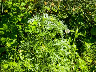 Artemisia Absinthium, Absinthe, Absinthium, Absinthe Wormwood, Wormwood Bitkisi,