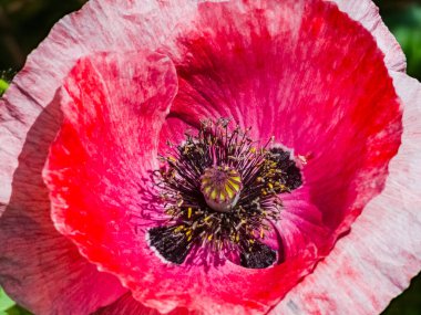 Haşhaş çiçeği yaklaş. Parlak gün ışığında Papaver oryantasyonu.