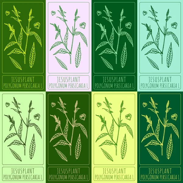 Set of drawings of JESUSPLANT in different colors. Hand drawn illustration. Latin name POLYGONUM PERSICARIA L.