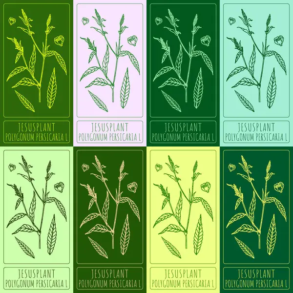 Set of vector drawings of JESUSPLANT in different colors. Hand drawn illustration. Latin name POLYGONUM PERSICARIA L.