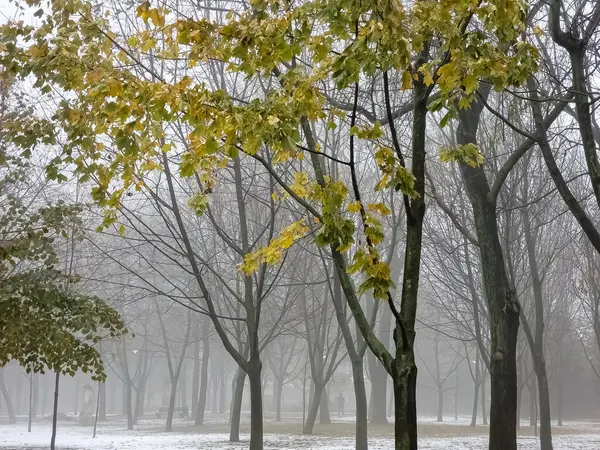 Fog in a city park. Sad autumn landscape. Fog means a change in weather.