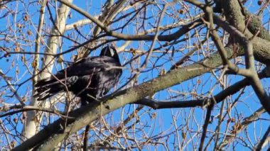 Güneşli bir günde bir ağaç dalında oturan siyah bir karganın davranışı yakalandı..