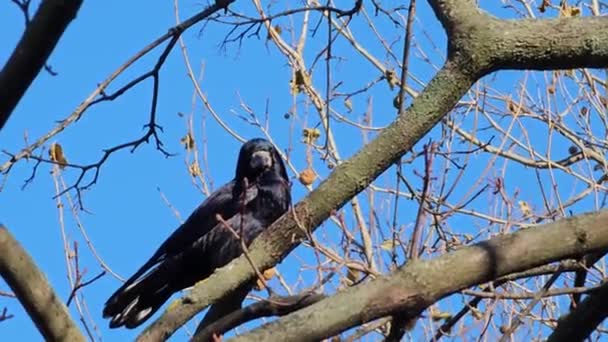 在阳光明媚的一天 一只黑乌鸦坐在树枝上 其行为被抓获 — 图库视频影像