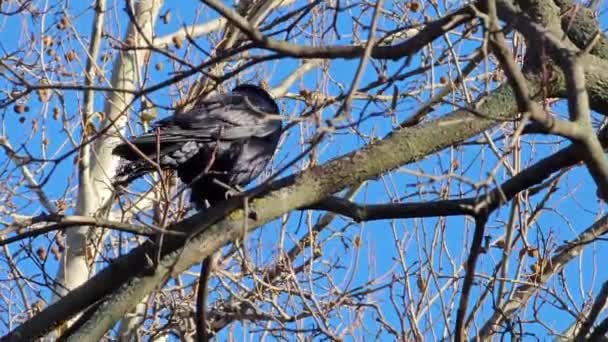 Comportement Corbeau Noir Été Capturé Assis Sur Une Branche Arbre — Video