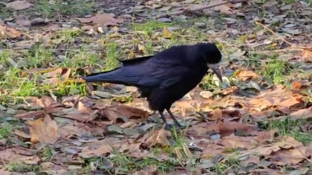 Chování Černé Vrány Při Hledání Potravy Slunečného Počasí Bylo Zajato — Stock video