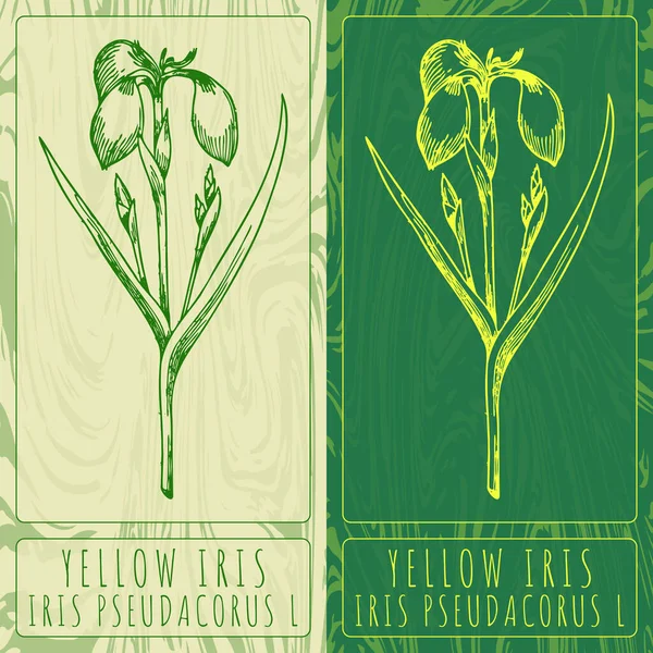 Zeichnungen Yellow Iris Handgezeichnete Illustration Lateinischer Name Iris Pseudacorus — Stockfoto