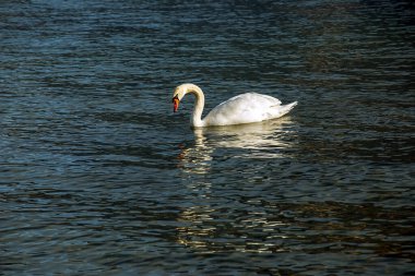 Ocak ayında Avusturya Gölü Traunsee 'de beyaz dilsiz bir kuğu yüzüyor..