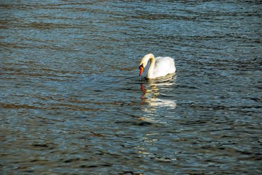 Ocak ayında Avusturya Gölü Traunsee 'de beyaz dilsiz bir kuğu yüzüyor..