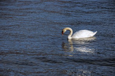 Ocak ayında Avusturya Gölü Traunsee 'de beyaz dilsiz bir kuğu yüzüyor..
