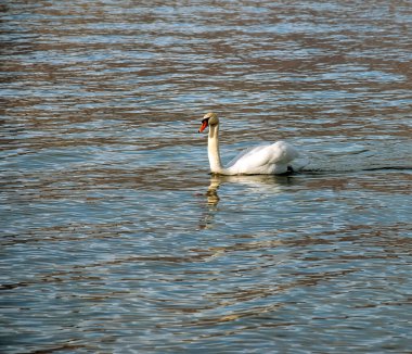 Ocak ayında Avusturya Gölü Traunsee 'de beyaz dilsiz bir kuğu yüzüyor..