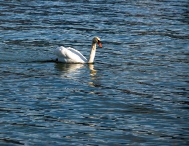 Ocak ayında Avusturya Gölü Traunsee 'de beyaz dilsiz bir kuğu yüzüyor..