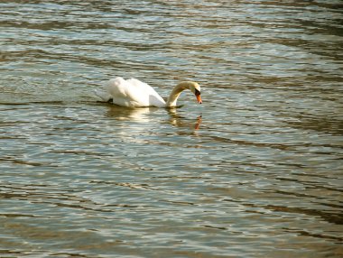 Ocak ayında Avusturya Gölü Traunsee 'de beyaz dilsiz bir kuğu yüzüyor..