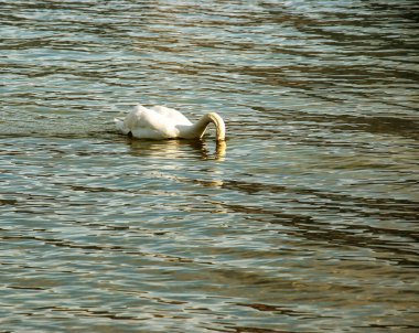 Ocak ayında Avusturya Gölü Traunsee 'de beyaz dilsiz bir kuğu yüzüyor..