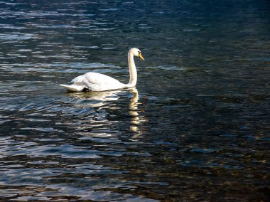 Ocak ayında Avusturya Gölü Traunsee 'de beyaz dilsiz bir kuğu yüzüyor..