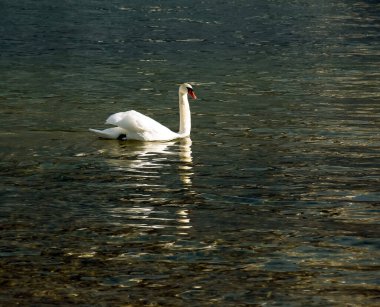 Ocak ayında Avusturya Gölü Traunsee 'de beyaz dilsiz bir kuğu yüzüyor..
