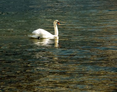 Ocak ayında Avusturya Gölü Traunsee 'de beyaz dilsiz bir kuğu yüzüyor..