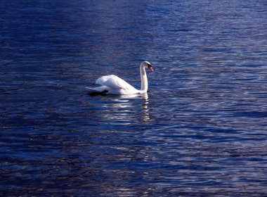 Ocak ayında Avusturya Gölü Traunsee 'de beyaz dilsiz bir kuğu yüzüyor..