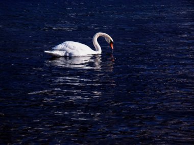 Ocak ayında Avusturya Gölü Traunsee 'de beyaz dilsiz bir kuğu yüzüyor..