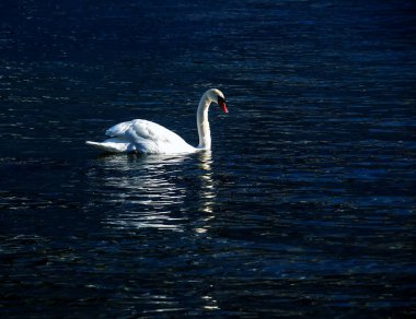 Ocak ayında Avusturya Gölü Traunsee 'de beyaz dilsiz bir kuğu yüzüyor..