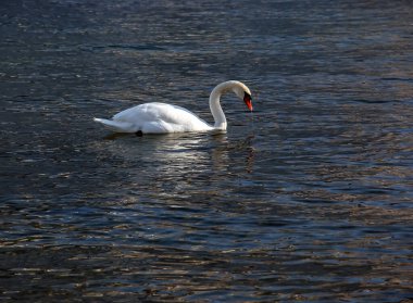 Ocak ayında Avusturya Gölü Traunsee 'de beyaz dilsiz bir kuğu yüzüyor..