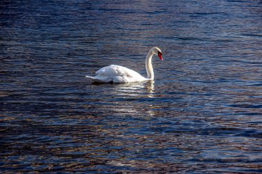 Ocak ayında Avusturya Gölü Traunsee 'de beyaz dilsiz bir kuğu yüzüyor..
