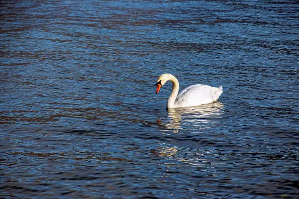 Ocak ayında Avusturya Gölü Traunsee 'de beyaz dilsiz bir kuğu yüzüyor..