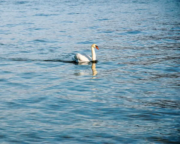 Ocak ayında Avusturya Gölü Traunsee 'de beyaz dilsiz bir kuğu yüzüyor..