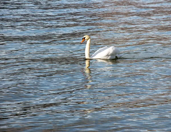 Ocak ayında Avusturya Gölü Traunsee 'de beyaz dilsiz bir kuğu yüzüyor..