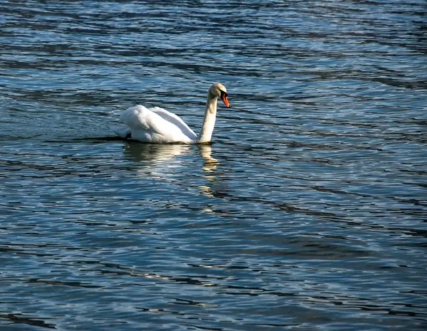 Ocak ayında Avusturya Gölü Traunsee 'de beyaz dilsiz bir kuğu yüzüyor..
