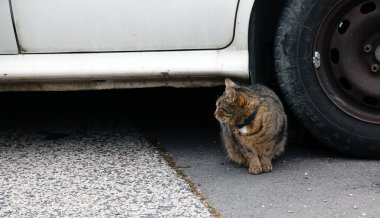 Çizgili bir kedi arabanın tekerinin altında oturuyor..