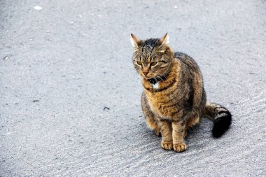 Yakalı bir tekir kedi sokakta oturur ve mesafeye bakar..