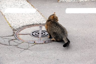 Bir tekir kedi bir kapakla asfalt boyunca sinsice yürür..