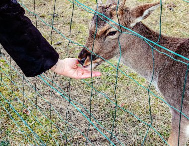 Koyunları elle beslemeye yakın çekim. Slovakya 'daki Nitra Tarım Üniversitesi' nin bölgesindeki Mouflonlar.