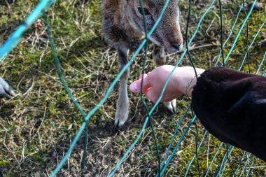 Koyunları elle beslemeye yakın çekim. Slovakya 'daki Nitra Tarım Üniversitesi' nin bölgesindeki Mouflonlar.