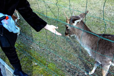 Koyunları elle beslemeye yakın çekim. Slovakya 'daki Nitra Tarım Üniversitesi' nin bölgesindeki Mouflonlar.
