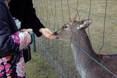 Koyunları elle beslemeye yakın çekim. Slovakya 'daki Nitra Tarım Üniversitesi' nin bölgesindeki Mouflonlar.