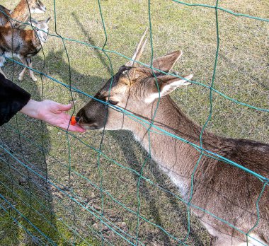Koyunları elle beslemeye yakın çekim. Slovakya 'daki Nitra Tarım Üniversitesi' nin bölgesindeki Mouflonlar.