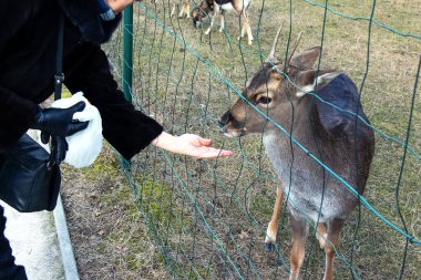 Koyunları elle beslemeye yakın çekim. Slovakya 'daki Nitra Tarım Üniversitesi' nin bölgesindeki Mouflonlar.