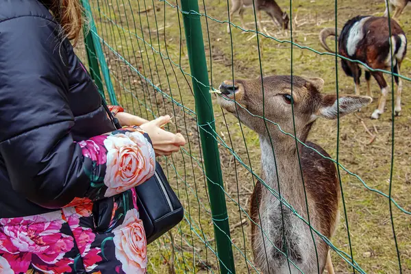 Koyunları elle beslemeye yakın çekim. Slovakya 'daki Nitra Tarım Üniversitesi' nin bölgesindeki Mouflonlar.