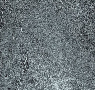 Güneşli havada Cladrastis kentukea ağaç kabuğunun tasviri. Doğanın doğal derisi..