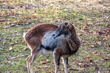 Slovakya 'nın Nitra kentindeki Tarım Üniversitesi' nin kreşinde Avrupa Mouflon Ovis orientalis.